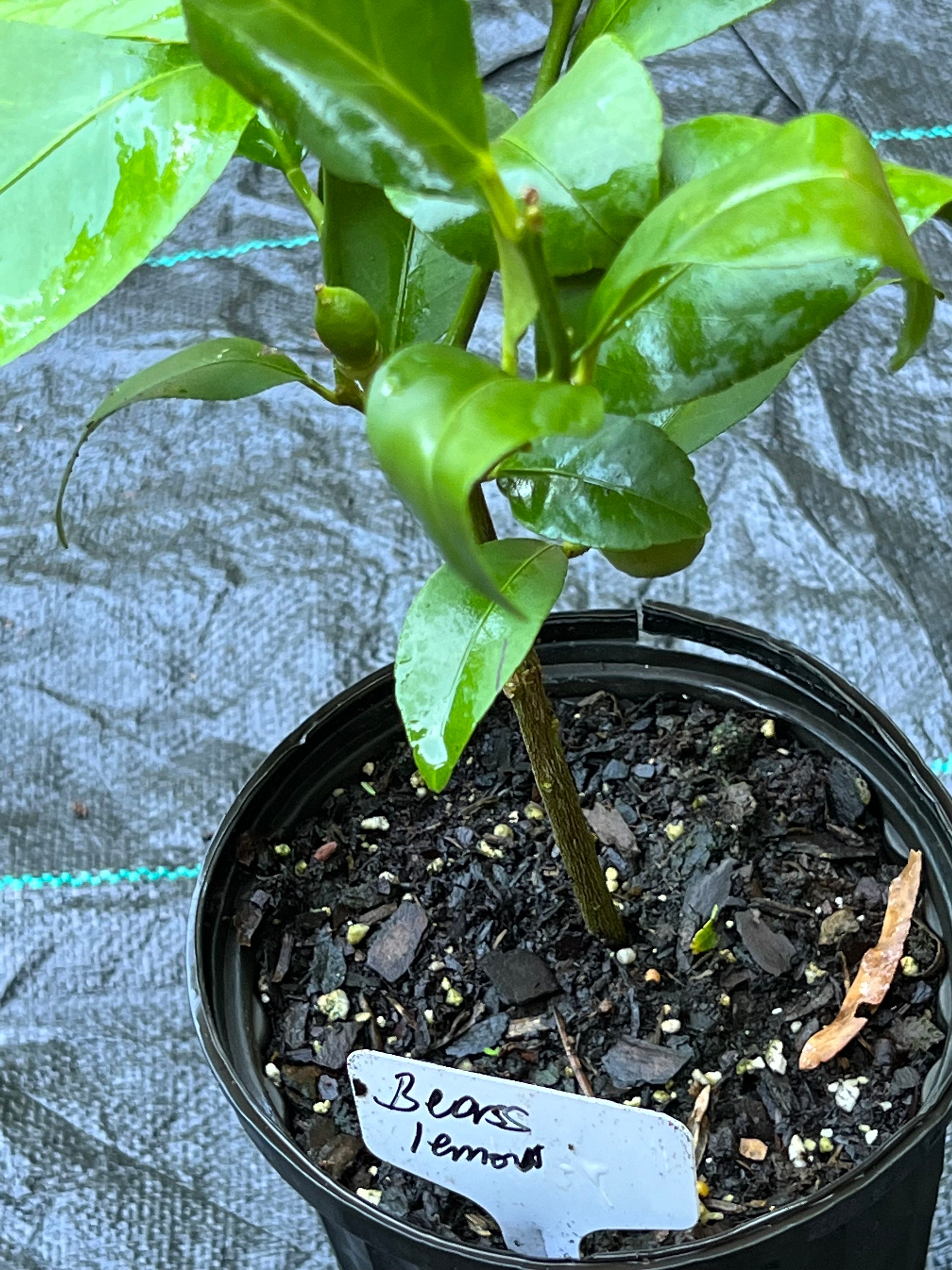 Bearss Lemon Citrus Tree Grafted Etsy