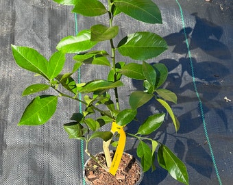 Meyer lemon Tree