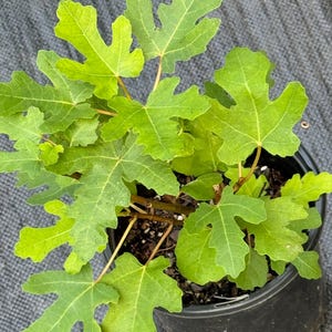 Black Mission fig trees in 1 Gal  pots. Tree is 12-20. Can fruit in first yr.