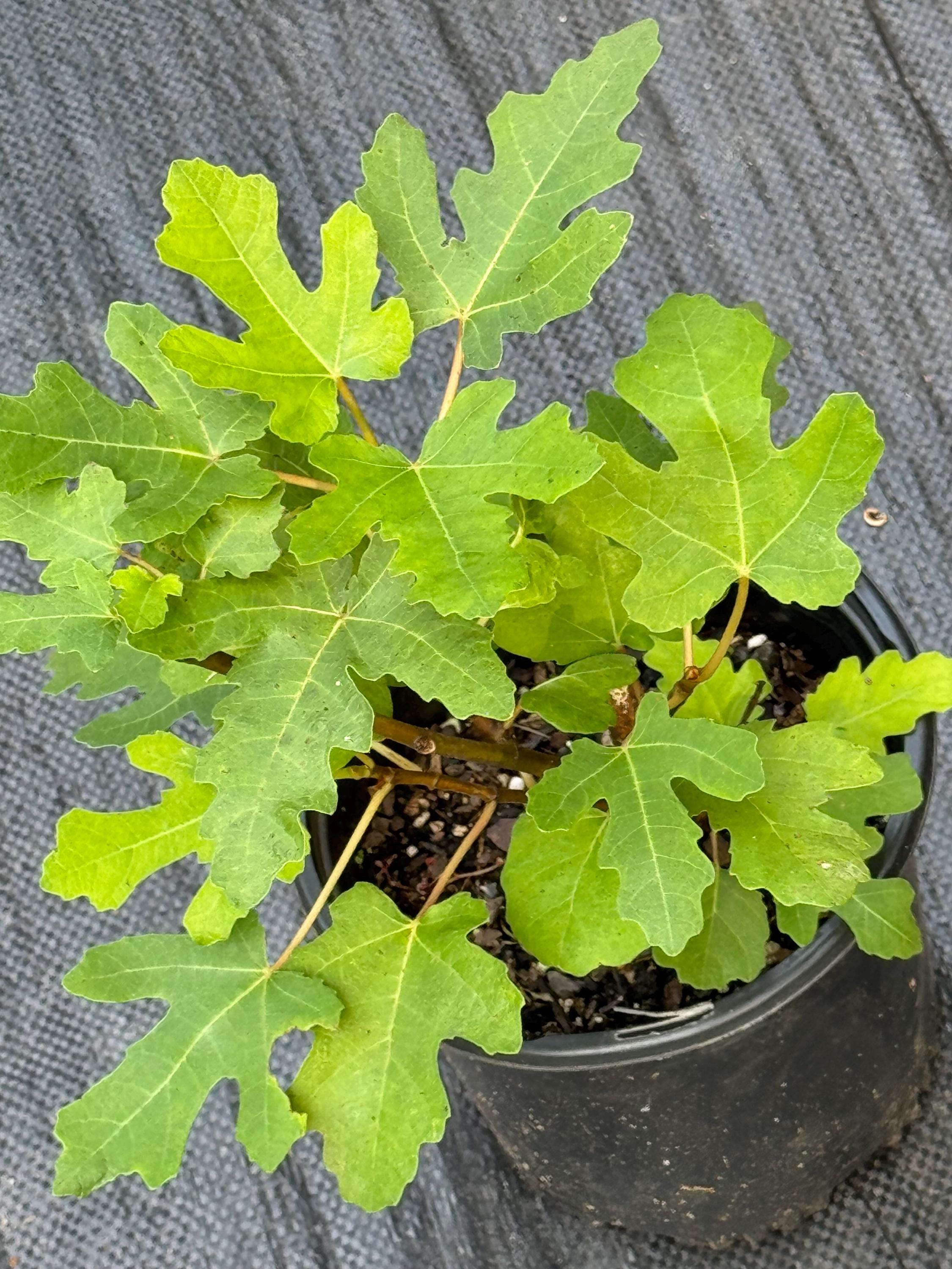 Black Mission fig trees in 1 Gal  pots. Tree is 12-20. Can fruit in first yr.