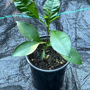 Calamondin  tree or sour orange. Calamondis