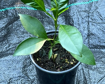 Calamondin  tree or sour orange. Calamondis