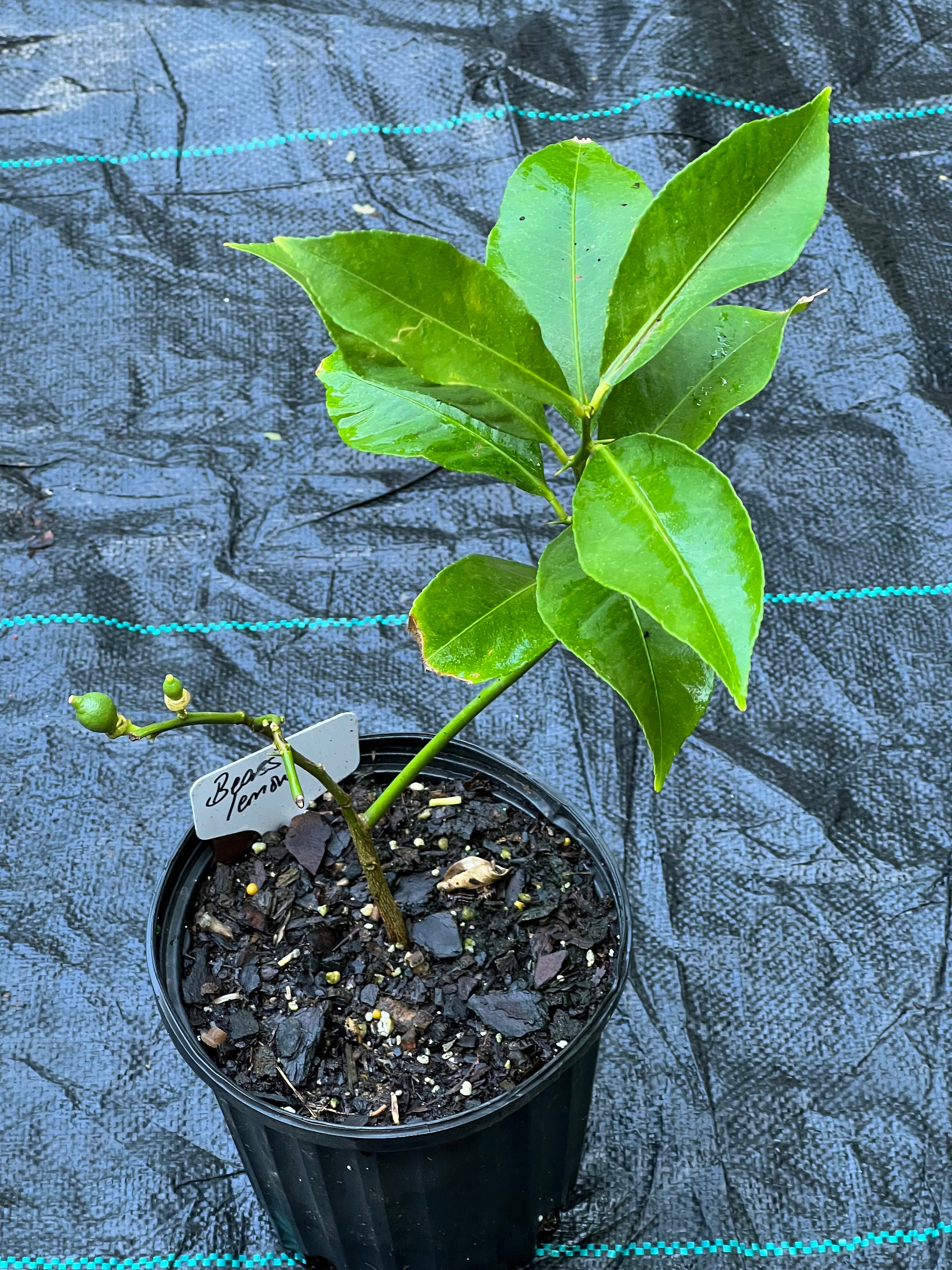 Bearss Lemon Citrus Tree Grafted Etsy