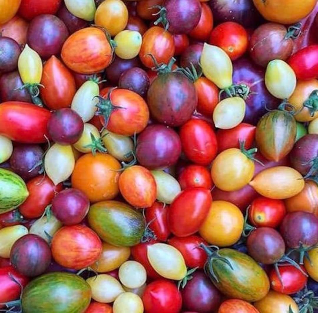 Heirloom Cherry Tomato Mixed Seeds Rainbow Cherry Tomato Mix Etsy