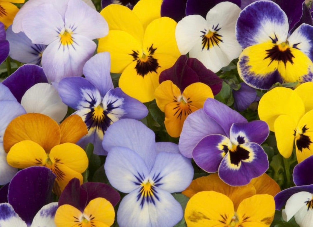 Giant Pansy Seeds Violas Edible Flower Etsy