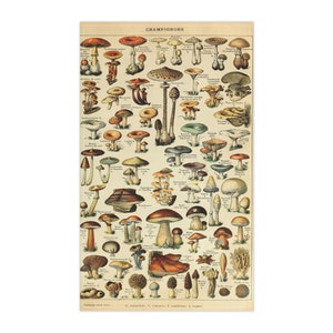 Vintage Adolphe Millot Pilz Küchentuch Wissenschaftliche Illustrationen von Pilzen Botanische Pilzidentifikation Geschirrtuch Handtuch Geschenk