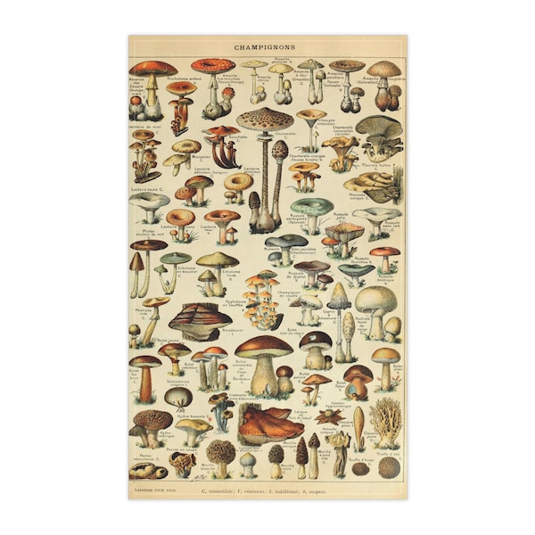 Vintage Adolphe Millot Mushroom Kitchen Towel Scientific Illustrations of Fungi Botanical Mushroom Identification Tea Towel Hand Towel Gift