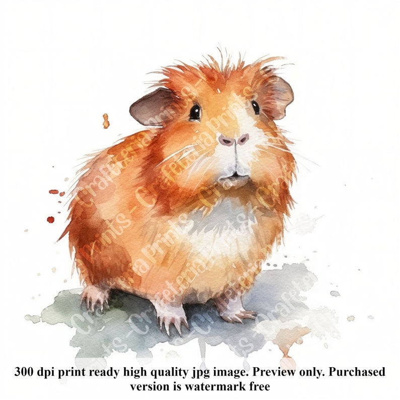 32 Cute Guinea Pig Watercolor Illustrations With Commercial License ...