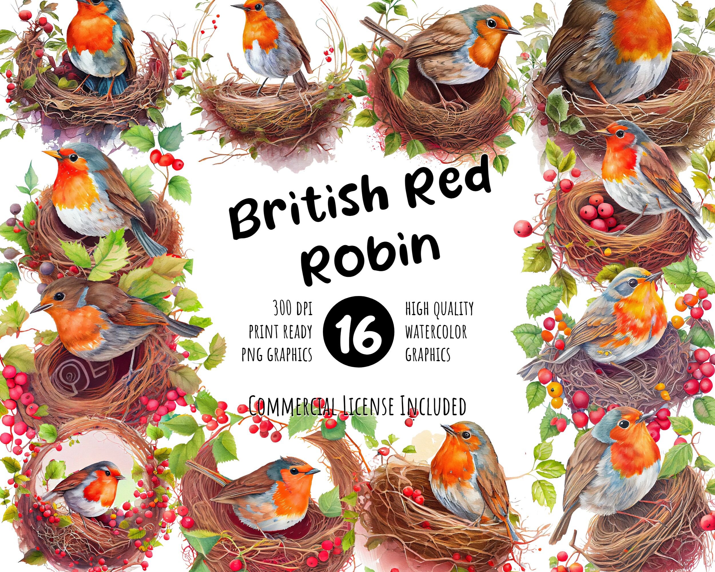 British Red Robin Watercolor Clipart Set | Charming Birds, Nature Art | DIY Projects, Invitations, Decor | Printable Digital Graphics PNG