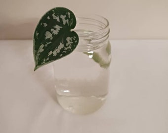 Satin Pothos Unrooted cutting / Scindapsus Pictus / Starter House Plant for Propagation / Plant Pothos Clippings