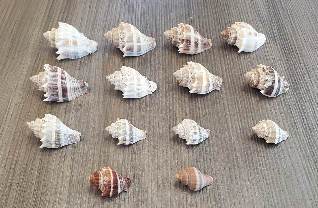 Set of 14 SW Florida Beach Found King Crown Seashells - Etsy