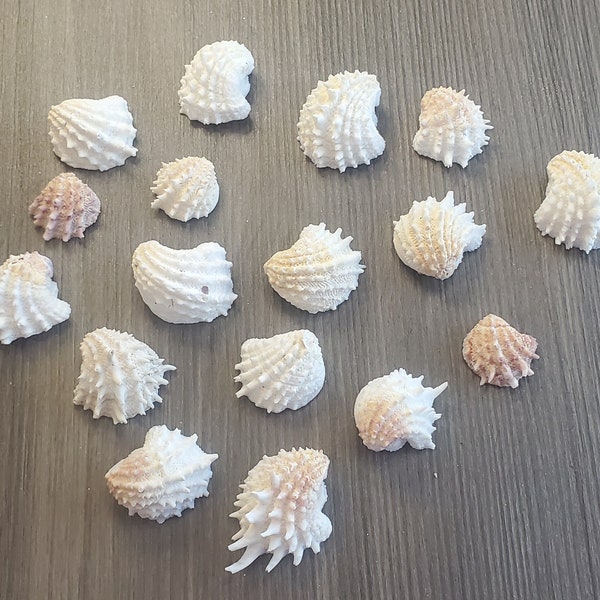 17 piece SW Florida Beach Found Single side Spiney Jewel Box Seashells