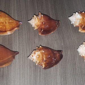 Set of 6 SW Florida Beach Found Fighting Conch Seashells