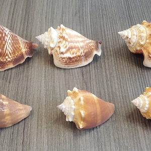 Set of 6 SW Florida Beach Found Florida Fighting Conch Seashells