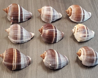Set of 9 Caribbean Crown Conch Seashells