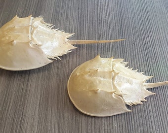 Set of 2 SW Florida Beach Found Horseshoe Crab Exoskeleton