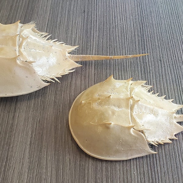 Set of 2 SW Florida Beach Found Horseshoe Crab Exoskeleton