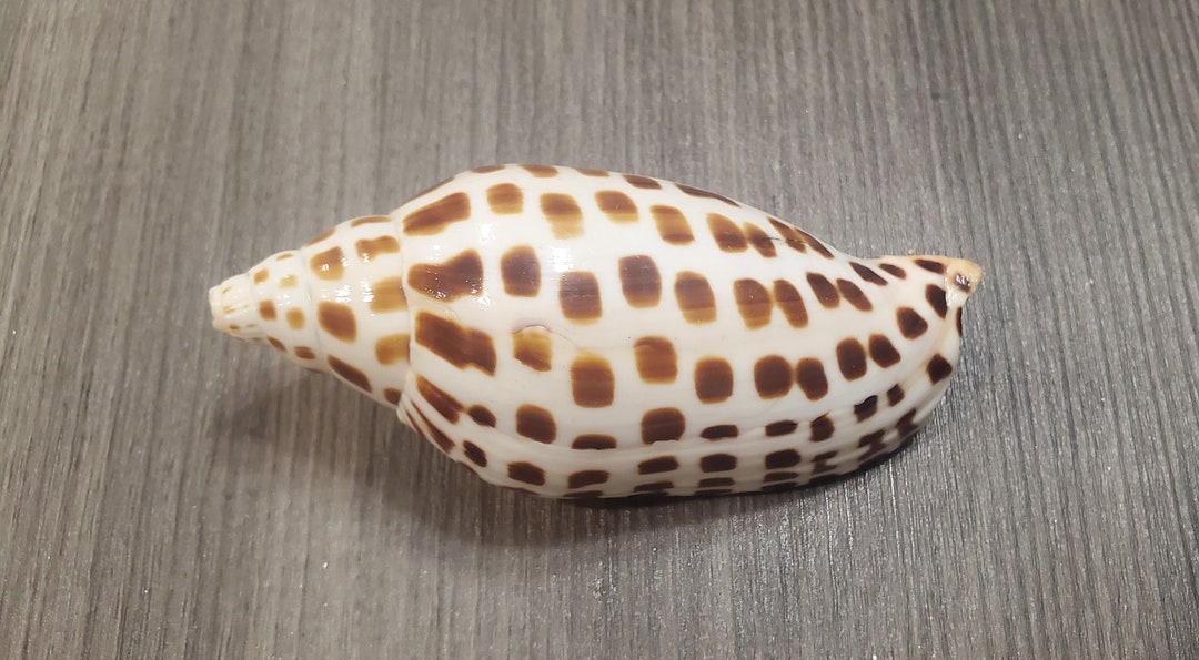 Rare SW Florida Beach Found Junonia Seashell Etsy