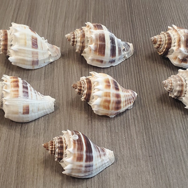 Set of 7 SW Florida Beach Found King Crown Conch Seashells