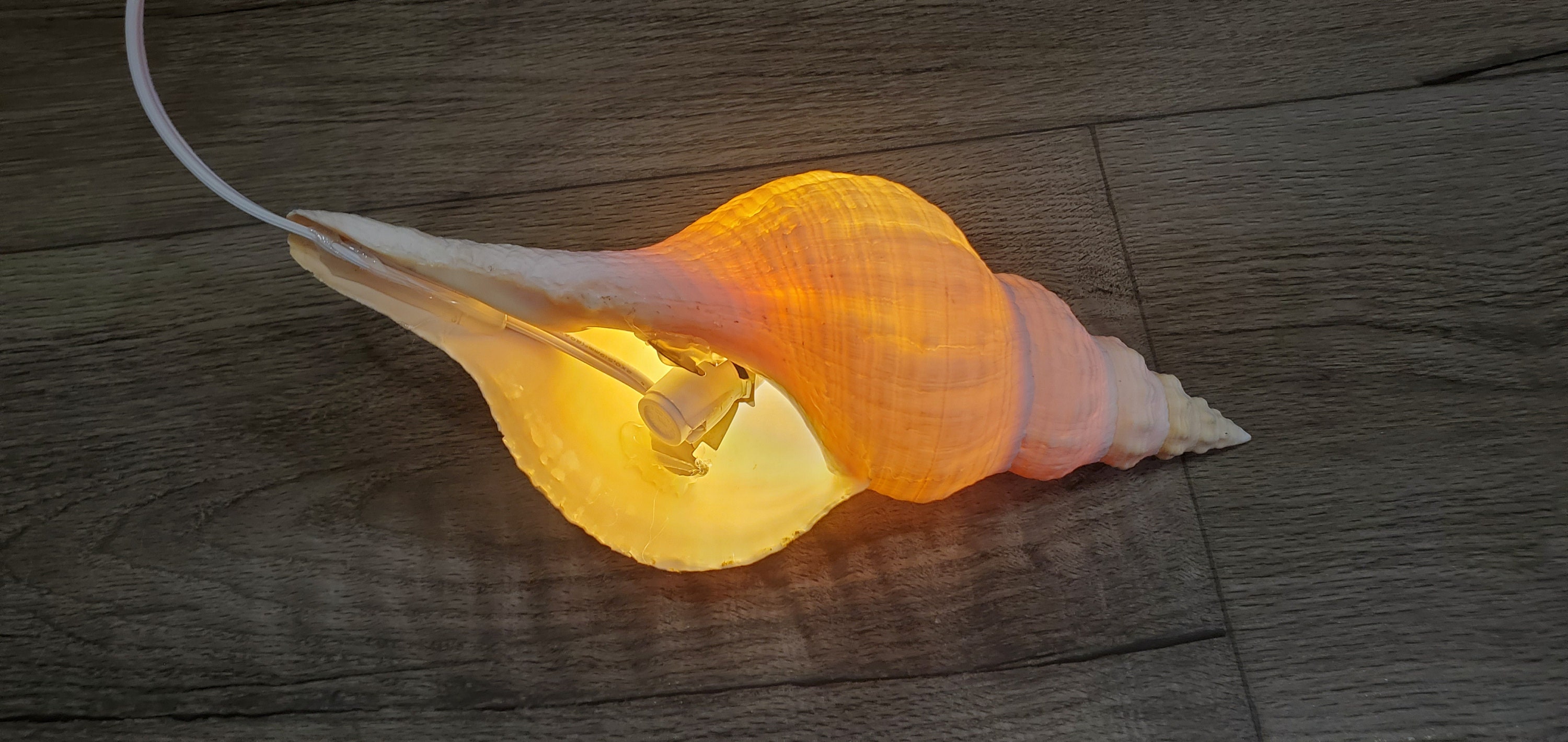 Real SW Florida Seashell Lights - Etsy