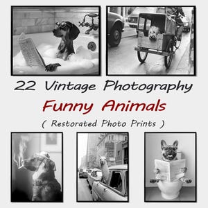 Pode incluir: Um conjunto de 22 fotografias vintage em preto e branco com animais engraçados. As fotos são restauradas e impressas em papel de alta qualidade. O título "22 Vintage Photography Funny Animals (Restored Photo Prints)" é exibido em vermelho sobre um fundo branco.