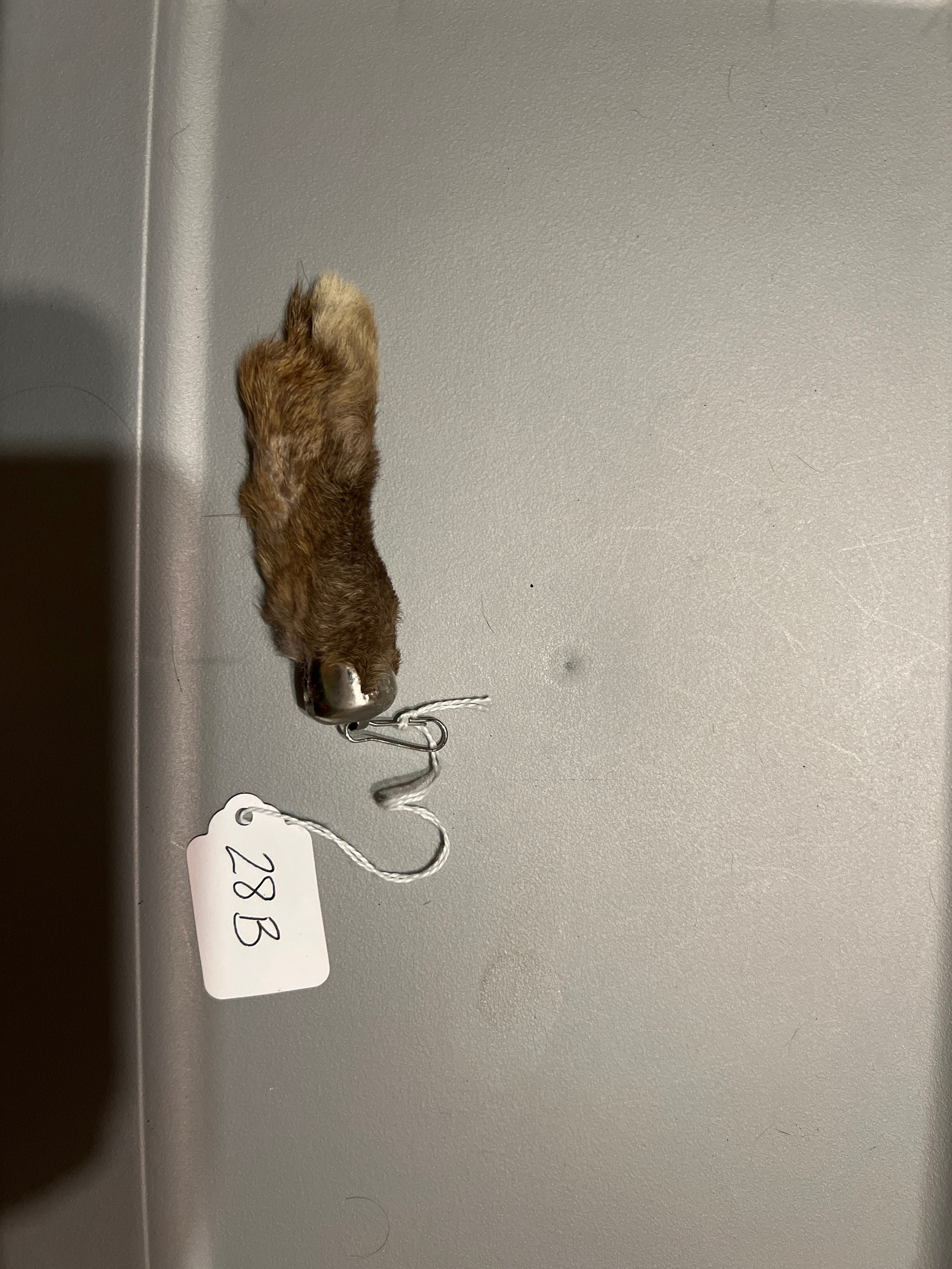 Genuine Rabbit Foot - Etsy