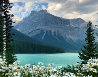 Daisy Flowers Lining a Turquoise Blue Glacier Fed Lake of Emerald Lake in Canada in Front of Rocky Mountains Landscape Canvas Print