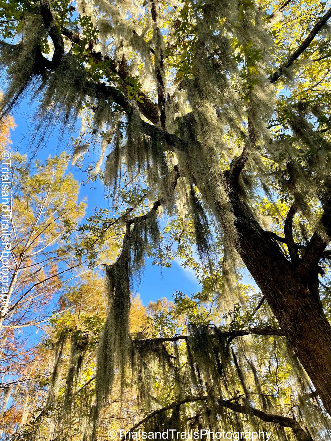 Under the Sun and Moss. Spanish Moss Landscape in the Swamp USA South