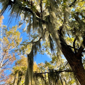 Under the Sun and Moss. Spanish Moss Landscape in the Swamp- USA South. Fall & Moss Line the Cypress Trees. Swamp Photography Canvas Print.