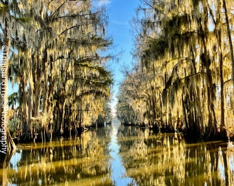 Sunsets on the Swamp. Reflection of Swamp in Texas/Louisiana Lake. Lake Caddo. Light streaming through Mossy Trees. Gifts for Home & Office