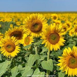 Sonnenblumen Farm. Geschenke für Mama. Geschenke, um Dich zum Lächeln zu bringen. Sonnenblumen im Hellen Himmel. Sommer Leinwand fotografien. Landschaft des Blumenfeldes.