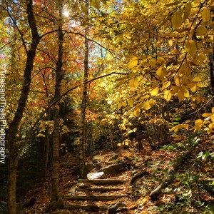 Gehen Sie in den Herbst Leinwandfotografie. Treppe im Gelben Wald. Sonnenlicht Fotografie. Wandkunst für Büros und Lobby. Herbst Landschaft Dekor.