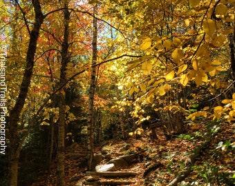Walk into Fall Canvas Photograph. Stairs in Yellow Forest. Sunlight Photography. Wall art for Offices and Lobby. Fall Landscape Decor.