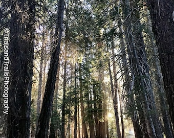 Light at the End of the Forest during Sunset. Steering Light. Hiking Photography. Inspirational Gift. Woodsy Landscape Canvas Photograph