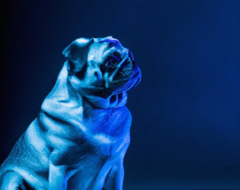 Blue Pug 1