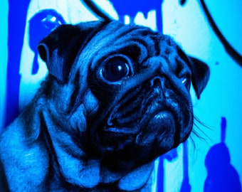Blue Pug 4