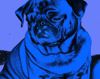 Blue Pug 3