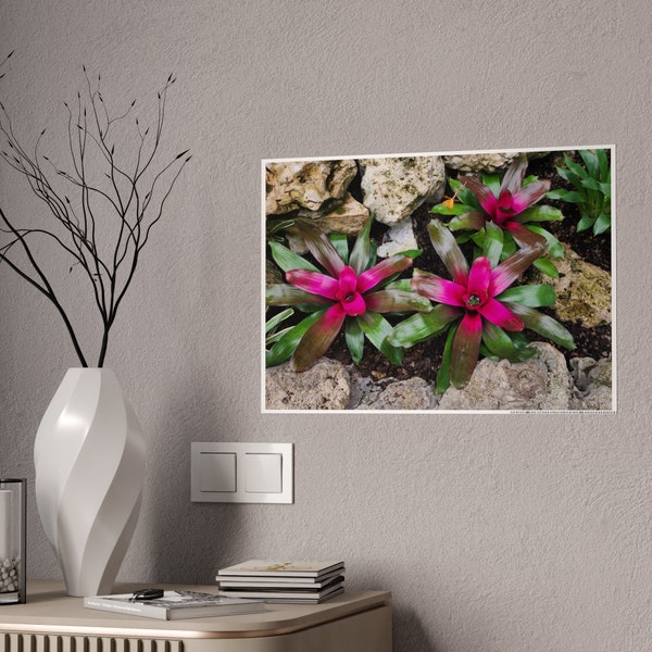 Botanical Bliss: Neoregelia Carolinae Glossy Poster - Vibrant Greenery with Red Accents