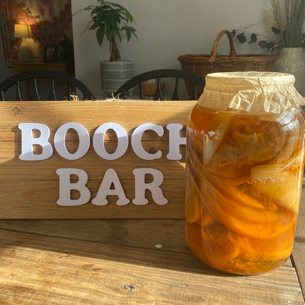 Bio Kombucha Scoby