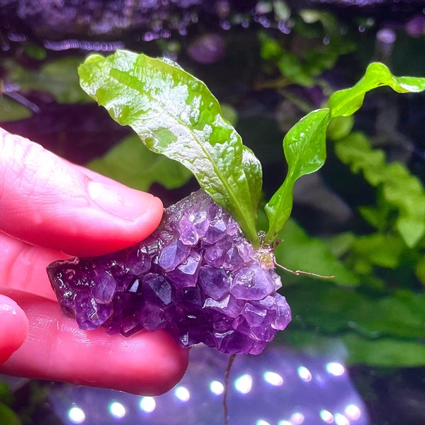 Java Fern Aquatic Plant on Amethyst Geode Rock Crystal