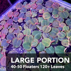 May include: A close-up of a large portion of red and green floating plants in a clear container. The text "LARGE PORTION 40-50 Floaters 120+ Leaves" is visible at the bottom of the image.
