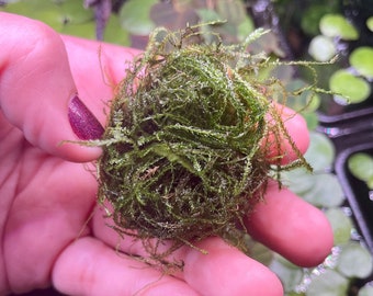 Java Moss Clump (Golf Ball Sized Clump)