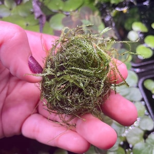 May include: A ball of vibrant green aquatic moss, held in a hand. The moss appears dense and textured, with fine, thread-like strands extending outwards. The background shows other aquatic plants.