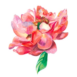 Peony Blossom