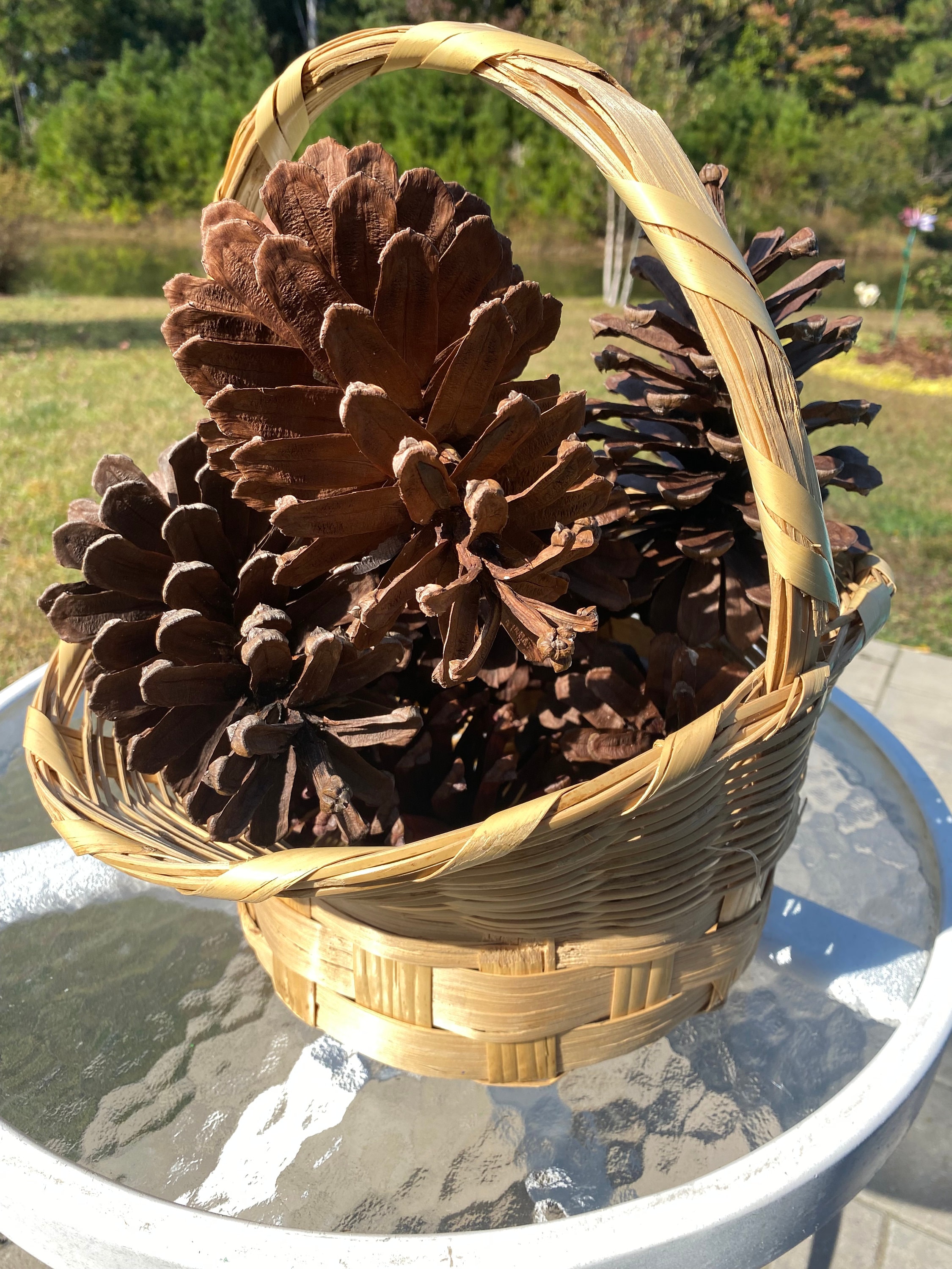 Small Pine Cones Real Pine Cones 2-3 Inch 10 Count Crafting or Decorating  Cones 