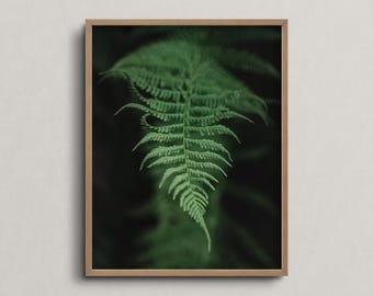 A Fern In the Sun In Finland, Fine Art Print - Nordic Photography Wall Art for Living Room and Wall Art for Bedroom