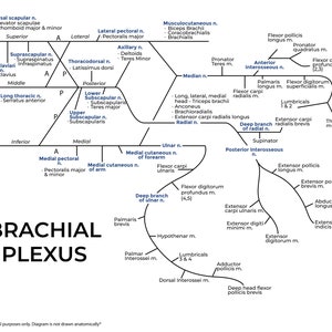 Puede incluir: Un diagrama del plexo braquial, una red de nervios en el hombro y el brazo. El diagrama muestra el origen de los nervios de la médula espinal y sus ramas a los músculos del hombro, el brazo y la mano. El diagrama incluye etiquetas para los nervios y los músculos.