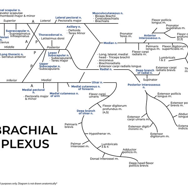 Brachial Plexus Anatomy Study Notes/Guide | Digital Download