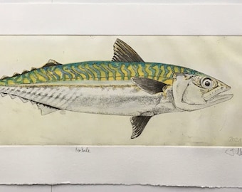 Mackerel, Scomber scombrus, English: Atlantic Mackerel, Fish, Etching