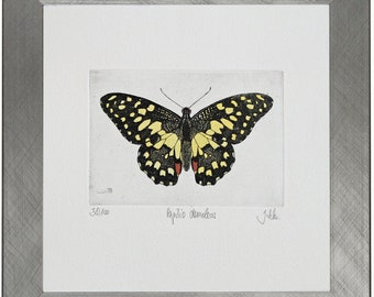 Papilio demoleus, butterfly, butterfly, butterfly, Papilionidae, etching, original, limited,